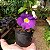 Tumbergia Arbustiva Azul - Thunbergia erecta (Perfeita Para Cerca Viva) - Imagem 3