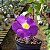 Tumbergia Arbustiva Azul - Thunbergia erecta (Perfeita Para Cerca Viva) - Imagem 6