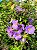 Tumbergia Arbustiva Azul - Thunbergia erecta (Perfeita Para Cerca Viva) - Imagem 1