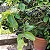 Insulina - Cissus Verticillata - muda maior - Imagem 2