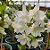 Dendrobium Nobile Albo (Branco) - Imagem 1