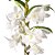 Dendrobium Nobile Albo (Branco) - Imagem 3