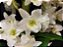 Dendrobium Nobile Albo (Branco) - Imagem 2