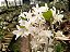Dendrobium Nobile Branco - PROMOÇÃO - Imagem 3