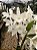 Dendrobium Nobile Branco - PROMOÇÃO - Imagem 2