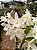 Dendrobium Nobile Branco - PROMOÇÃO - Imagem 4