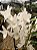 Dendrobium Nobile Branco - PROMOÇÃO - Imagem 6