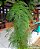 Asparagus Setaceus "Plumosus Nanus" - Imagem 11