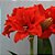 Amaryllis Celica - Imagem 1