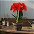 Bulbo de Flor Amaryllis Celica - Imagem 1