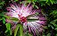 Caliandra - Calliandra - Imagem 9