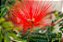 Caliandra Vermelha - Imagem 3