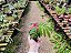 Caliandra - Calliandra - Imagem 8