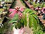 Caliandra - Calliandra - Imagem 7