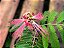 Caliandra - Calliandra - Imagem 6