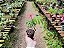 Caliandra - Calliandra - Imagem 4