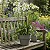 Agapanthus Branca - Agapanthus Africanus - Imagem 1