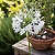 Agapanthus Branca - Agapanthus Africanus - Imagem 4