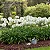 Agapanthus Branca - Agapanthus Africanus - Imagem 2