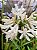 Agapanthus Branca - Agapanthus Africanus - Imagem 2