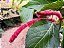 Acalypha hispida - Acalifa Macarrão / Rabo de gato - Imagem 2