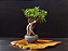 Ficus Microcarpa Ginseng SUPER PROMOÇÃO - Imagem 6