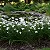 Moréia Branca - Dietes Iridioides - Imagem 3