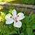 Moréia Branca - Dietes Iridioides - Imagem 2