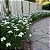 Moréia Branca - Dietes Iridioides - Imagem 5