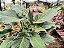 Filodendro Xanadu - Philodendron Xanadu - Imagem 7