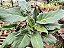 Filodendro Xanadu - Philodendron Xanadu - Imagem 8