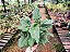 Filodendro Xanadu - Philodendron Xanadu - Imagem 10