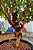 Jabuticaba Hibrida (Jabuticabeira) - Imagem 1
