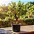 Jabuticaba Hibrida (Jabuticabeira) - Imagem 1