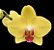 Phalaenopsis Fuller's Gold Princess (PREMIUM) - Imagem 1