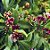 Cravo-da-Índia - Syzygium aromaticum - Imagem 1