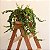Columeia Dobrada - Aeschynanthus rasta - Imagem 2