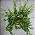 Columeia Dobrada - Aeschynanthus rasta - Imagem 4