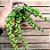 Columeia Dobrada - Aeschynanthus rasta - Imagem 5