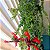 Columeia Dobrada - Aeschynanthus rasta - Imagem 1