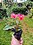 Primavera Baby Pink - Bougainvillea Pink Pixie - Imagem 9