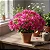 Primavera Baby Pink - Bougainvillea Pink Pixie - Imagem 1