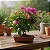 Primavera Baby Pink - Bougainvillea Pink Pixie - Imagem 4