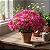 Primavera Baby Pink - Bougainvillea Pink Pixie - Imagem 2