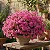 Primavera Baby Pink - Bougainvillea Pink Pixie - Imagem 4
