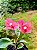 Primavera Baby Pink - Bougainvillea Pink Pixie - Imagem 8