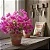 Primavera Baby Pink - Bougainvillea Pink Pixie - Imagem 2