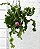 Epiphyllum Guatemalense F. Monstrosa - Imagem 3