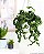 Epiphyllum Guatemalense F. Monstrosa - Imagem 6