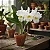 Orquídea Cattleya Pastoral Innocence x Self - Imagem 2